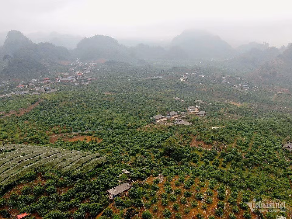 Nông dân khóc ròng vì mận rụng sau mưa đá, giá sụt 60 lần - Hình 4 Nong dan khoc rong vi man rung sau mua da, gia sut 60 lan-Hinh-4