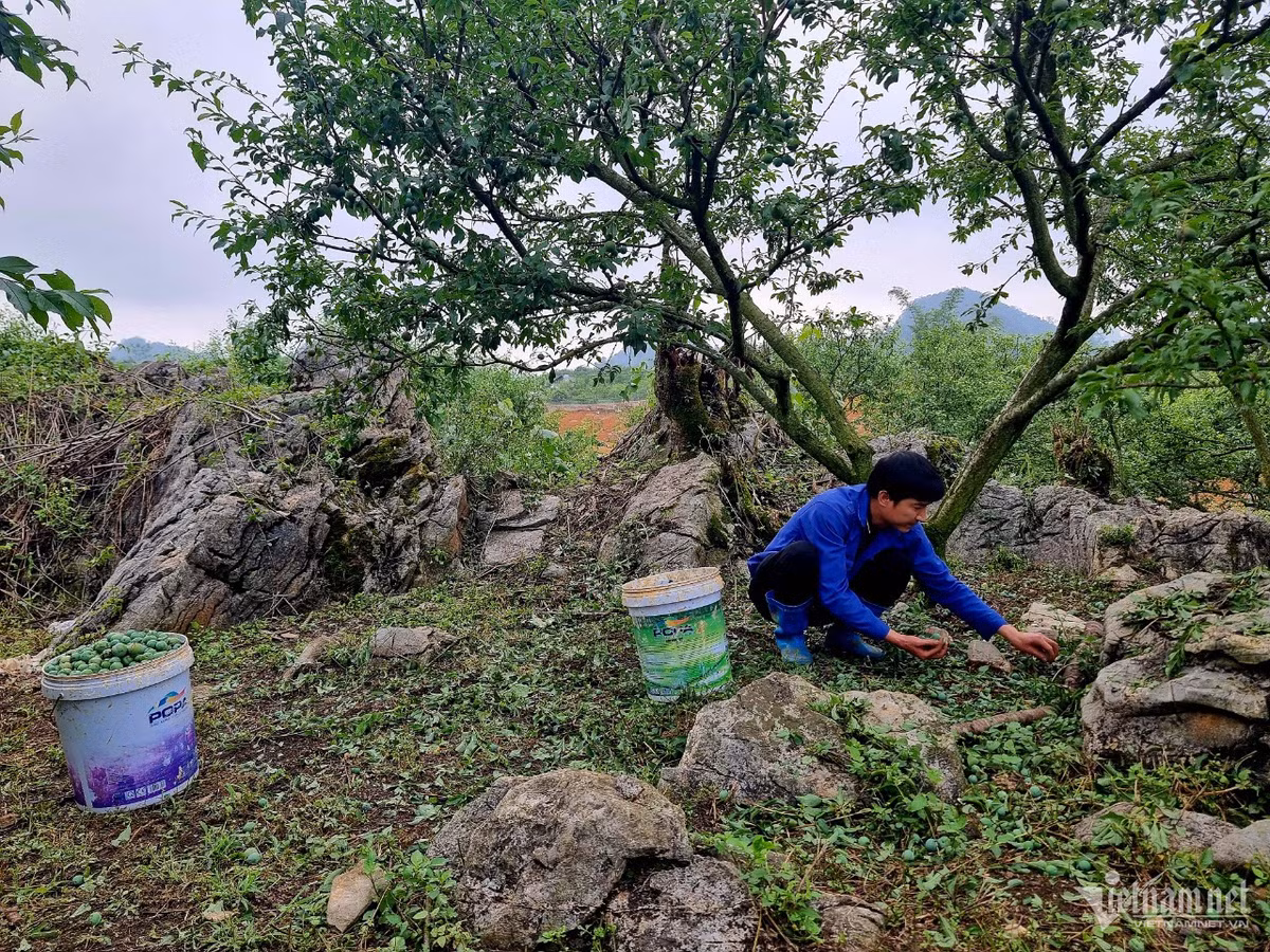 Nông dân khóc ròng vì mận rụng sau mưa đá, giá sụt 60 lần - Hình 2 Nong dan khoc rong vi man rung sau mua da, gia sut 60 lan-Hinh-2