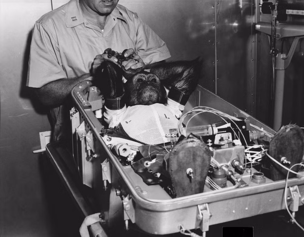 Ngày 29/11/1961, tiếp nối Ham, Enos trở thành chú tinh tinh đầu tiên bay một vòng quanh quỹ đạo trái đất. Chuyến bay thành công tốt đẹp và Enos đã trở về trái đất trong vòng tay các nhà khoa học.