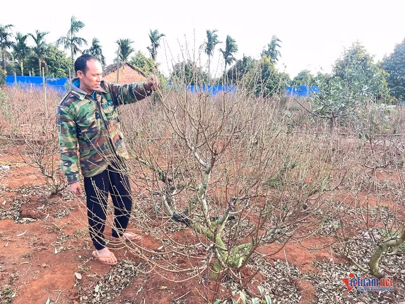 Dao moi chom nu, thu phu dao Tet Dak Lak vang bong thuong lai
