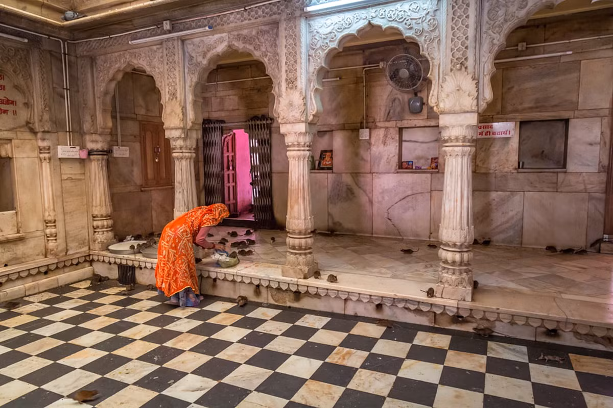 Do vậy, các tín đồ Hindu thường tới đền thờ Karni vuốt ve lũ chuột, cho ăn và để chúng chạy qua chân vì tin rằng sẽ mang lại nhiều may mắn.