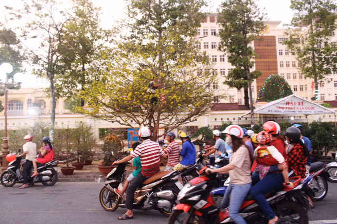 Chiem nguong cay mai 90 nam tuoi duoc rao ban 1 ty dong-Hinh-9