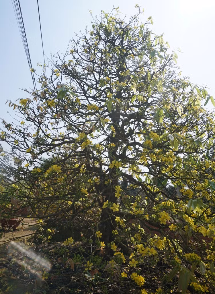 Can canh nhung cay mai vang tram tuoi, gia bac ty khoe sac dau xuan-Hinh-3