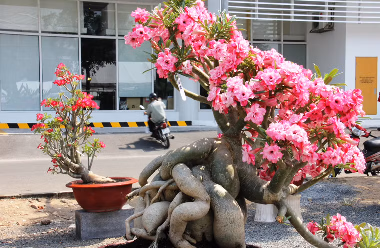 Gốc sứ đầy ấn tượng...
