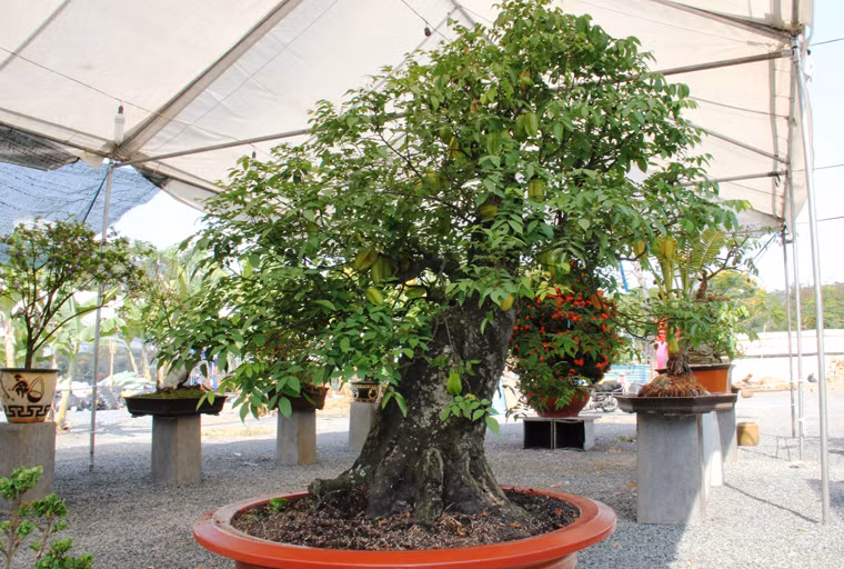 Gốc khế Thái cổ có tuổi thọ hơn 70 năm của một nghệ nhân đến từ chợ Lách, tỉnh Bến Tre. Gốc khế rất to, thân xum xuê quả và đọt xanh tươi mơn mởn đầy sức sống đón xuân. Cây khế "khủng" này được chủ nhân bán với giá 70 triệu đồng.
