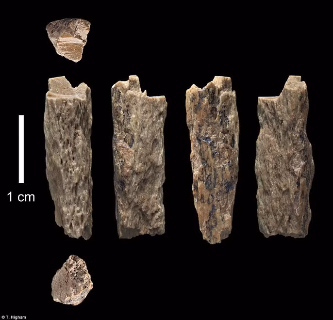 Theo dấu DNA, người ta còn nhận thấy người cha Denisovans của cô có một tổ tiên cách xa nhiều đời là người Neanderthal; còn mẹ cô gái thì có nguồn gốc từ nhóm Neanderthal sống ở Tây Âu. Các bằng chứng khác cho thấy 2 nhóm người này đã tồn tại cho đến 40.000 năm về trước. Ảnh: Một số mảnh xương được khai quật - ảnh do nhóm nghiên cứu cung cấp.