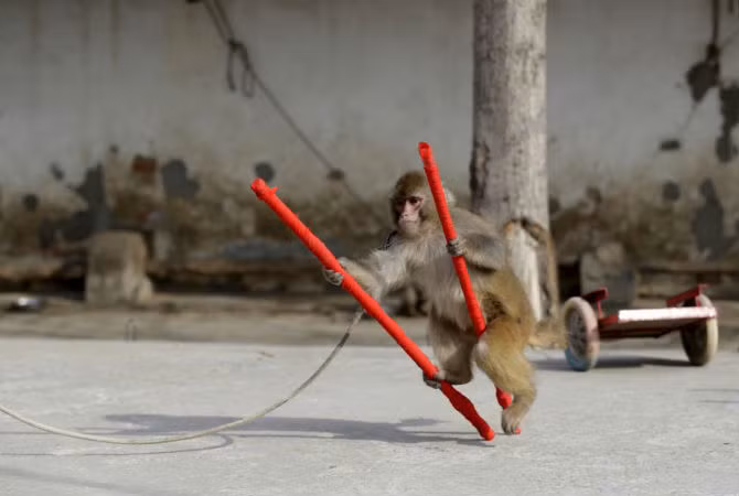 Chú khỉ tập đi cà kheo trong buổi tập luyện tại trang trại khỉ ở làng Baowan ngày 2/2.