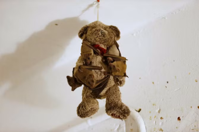 Những con dơi đậu đầy trên chú gấu bông Teddy được treo trong nhà của cô gái Israel tốt bụng.