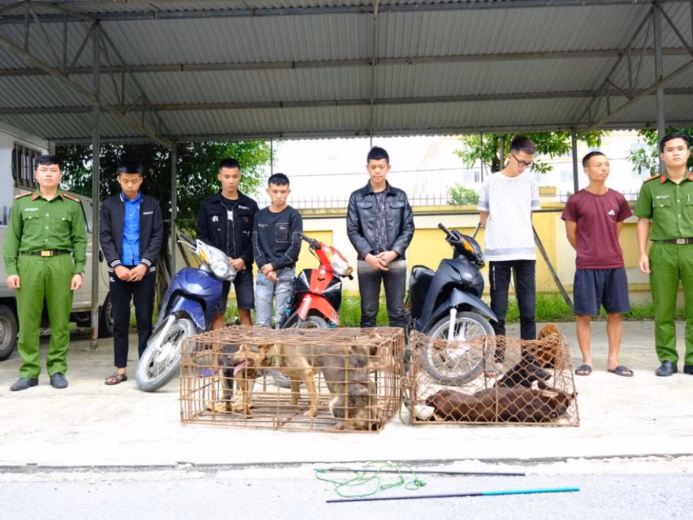  Bắt giữ 9 thanh niên trộm chó liên huyện: Ngày 18/10/2022, Công an huyện Kỳ Anh, tỉnh Hà Tĩnh cho biết đã phối hợp với các đơn vị liên quan bắt giữ 9 thanh niên trộm cắp chó liên huyện. Tại cơ quan công an, các đối tượng khai nhận, từ tháng 8-10/2022 đã thực hiện khoảng 12 vụ trộm chó trên địa bàn. Các đối tượng lợi dụng thời điểm sau 12h đêm, dùng xe máy không gắn biển số và đeo khẩu trang, đội mũ che kín mặt, khảo sát tình hình trong các tuyến đường liên thôn, liên xã, phường, thị trấn trong vùng tìm kiếm mục tiêu rồi sử dụng cần câu chuyên dụng để trộm chó.