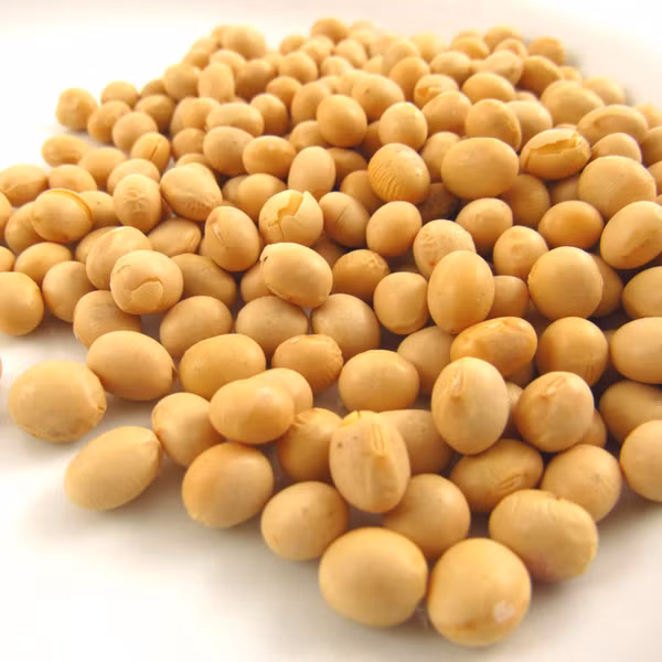Đậu nành là một nguồn cung cấp chất xơ và protein thực vật tuyệt vời cho cơ thể. Ảnh: botanicalcolors.