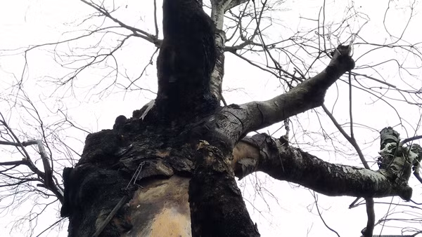 Một trong số cành lớn trên cây đang gãy dần.
