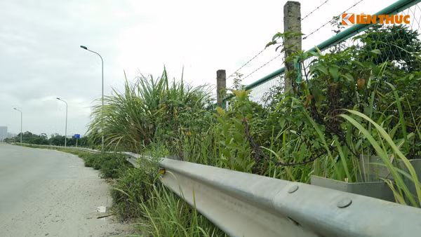 Tuy nhiên, bên cạnh đó, vẫn còn nhiều đoạn trên Đại lộ Thăng Long xuất hiện nhiều cỏ cây dại mọc um tùm vươn cả ra đường chưa được cắt tỉa. Theo Chủ tịch UBND TP Hà Nội Nguyễn Đức Chung, sau thời này, việc cắt tỉa cây hoa cảnh, cỏ tại các vườn hoa nay chỉ được thực hiện ở khu vực xung quanh hồ Hoàn Kiếm và một số vị trí quan trọng khác.