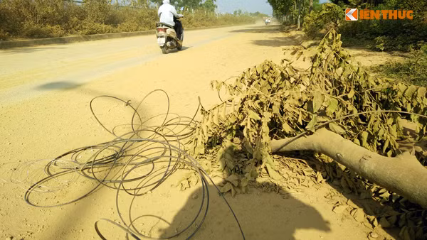 Bên cạnh đó, những chiếc xe tải chở vật liệu xây dựng làm việc tại công trường còn húc đổ cả một số cây xanh trồng bên đường để lấy lối đi khiến cây nằm ngang ra đường... gây nguy hiểm cho người tham gia giao thông. Trước tình trạng diễn ra, mong các cơ quan chức năng có thẩm quyền sớm vào cuộc, xử lý để trả lại mỹ quan cho đường Đại lộ Thăng long, giúp người tham gia giao thông di chuyển thuận lợi và an toàn hơn.