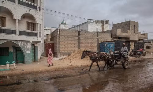Một chiếc calèche, phiên bản chở khách của xe ngựa kéo Senegal, đi qua Rufisque, vùng ngoại ô của Dakar. Một số quan chức thành phố coi những chiếc xe ngựa là tàn tích của một quốc gia nghèo, không tương thích với đường cao tốc hiện đại ở một thủ đô đang bùng nổ về kinh tế. Theo họ, xe kéo quá chậm, gây cản trở giao thông và gây ra tai nạn. Những con ngựa cũng bốc mùi hôi hám trên đường phố. Ảnh: New York Times.