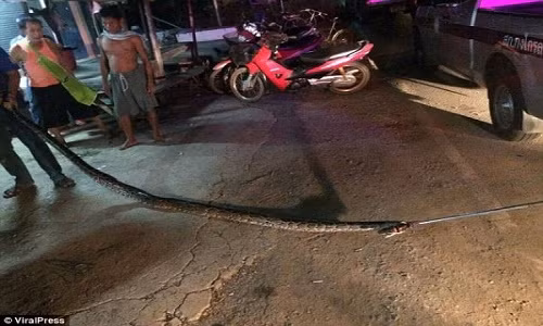 Con trăn khổng lồ có chiều dài lên đến hơn 6 mét. Con trăn khổng lồ có chiều dài lên đến hơn 6 mét.
