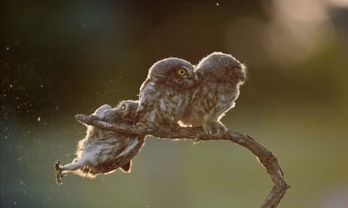 Với tiêu chí chấm điểm khác biệt, các tác phẩm tham gia Comedy Wildlife Photography Awards (cuộc thi nhằm mục đích bảo tồn các loài động vật) đều dễ dàng khiến người xem bật cười thích thú. Ảnh: Con chim cú trượt chân khỏi cành cây trong khi hai người bạn của nó chẳng hề hay biết.