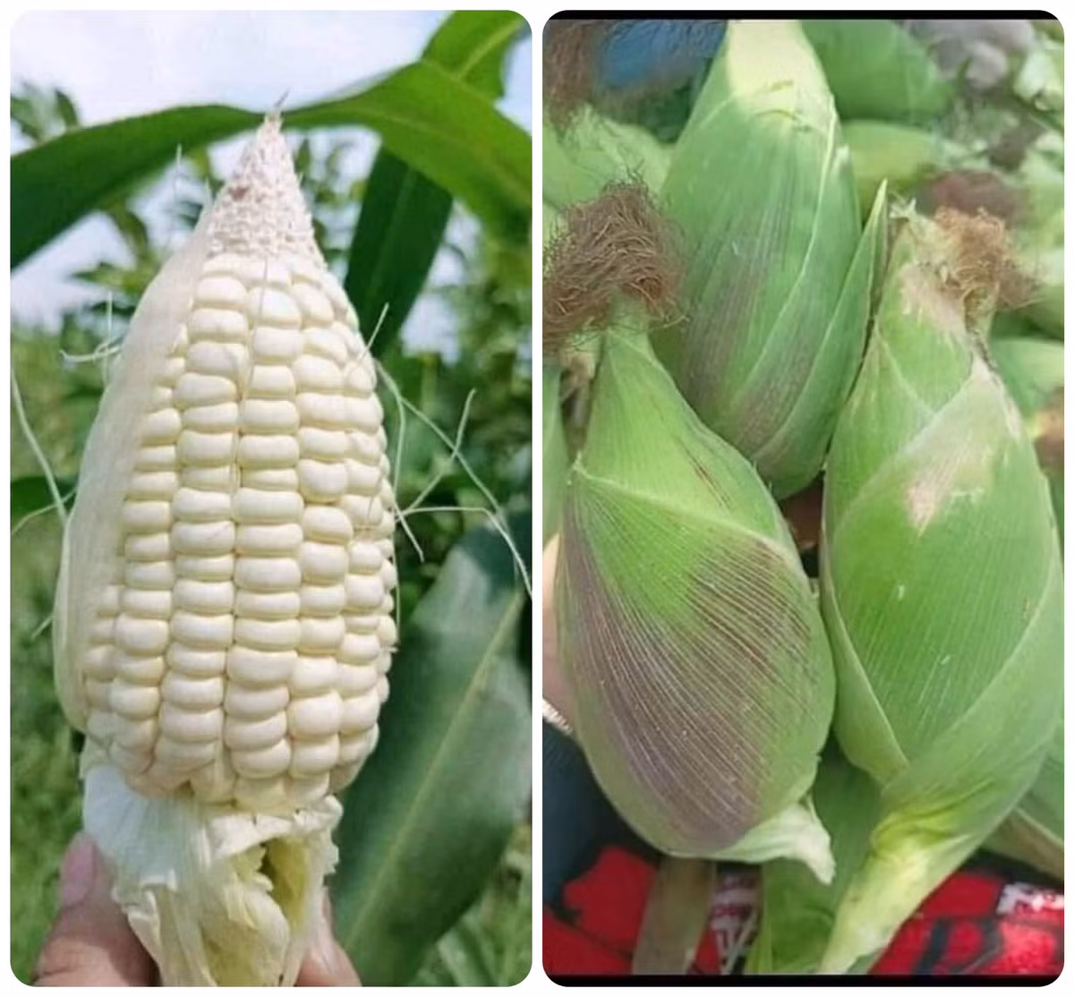 Ngô nếp nù giống cũ ngon, ngọt, dẻo giờ lại liên tục cháy hàng - Hình 2 Ngo nep nu giong cu ngon, ngot, deo gio lai lien tuc chay hang-Hinh-2