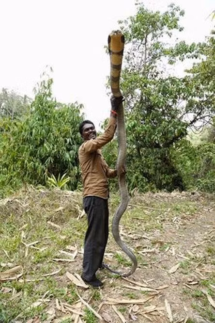 Vava Suresh sinh ra trong một gia đình nghèo ở bang. Anh bảo, sứ mệnh của anh trên cuộc đời này là bảo vệ loài rắn. Chính vì thế, từ nhỏ, anh đã không sợ hãi rắn.