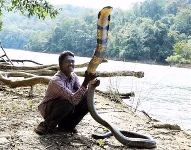 Tại Kerala, có một người đàn ông nổi tiếng, được mệnh danh là "người rắn", bởi anh sống giữa quần thể rắn hàng vạn con.