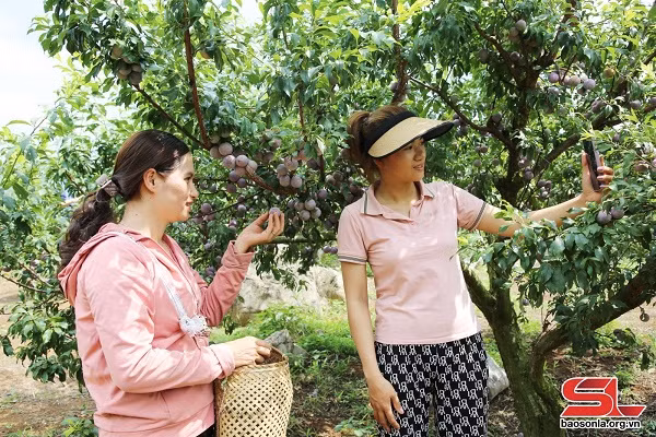 'Thay trời làm mưa', người dân vùng cao thu cả chục tỷ đồng - Hình 2 'Thay troi lam mua', nguoi dan vung cao thu ca chuc ty dong-Hinh-2
