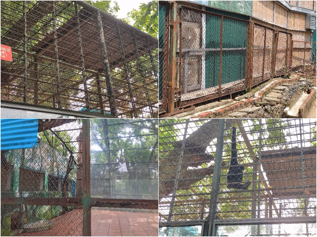 Tại một số chuồng thú, các khung sắt bảo vệ đã hoen gỉ, thậm chí tạo ra những khe hở gây mất an toàn cho khách thăm quan.