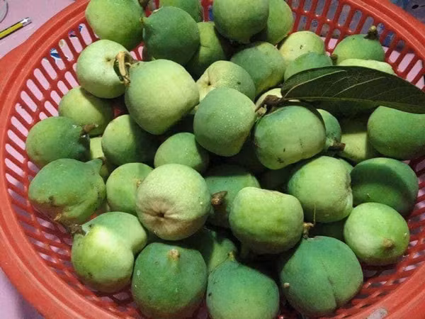 Loai qua rung nhin nhu qua sung, hat ban 400.000 dong/kg