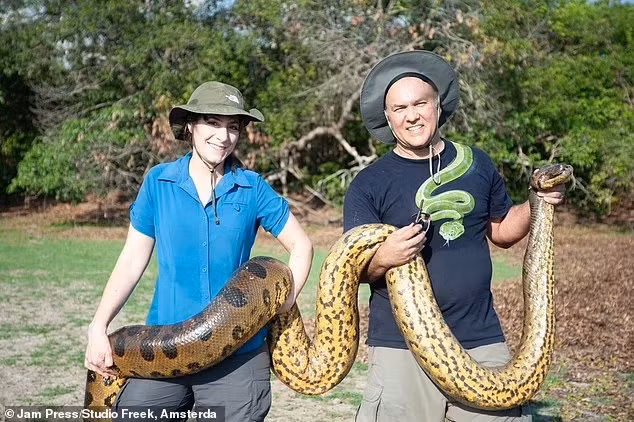 Trăn Anaconda xanh là một trong những loài trăn có kích thước lớn nhất thế giới. Chúng sống ở lưu vực sông Amazon, thích sống dưới nước hoặc ẩn náu trong các đầm lầy, các con sông và cánh rừng rậm ở khu vực Nam Mỹ.