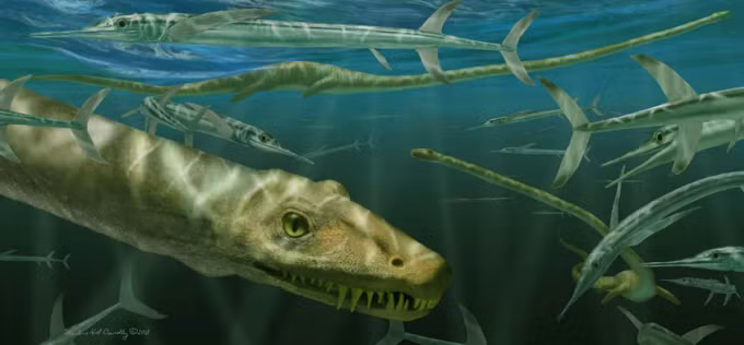 Theo các chuyên gia, tên khoa học của loài bò sát cổ đại sống dưới biển mệnh danh "rồng Trung Quốc" là Dinocephalosaurus orientalis. Chúng có chiếc cổ dài 2,3m với 32 đốt sống cổ.