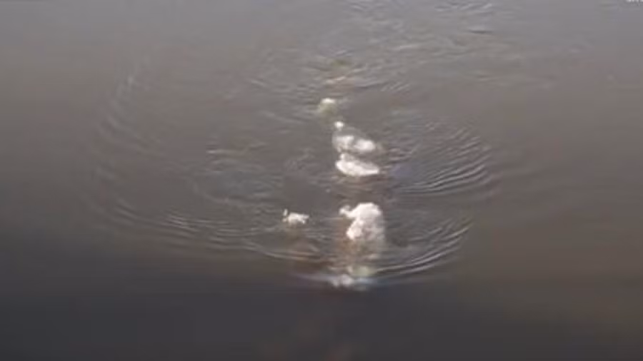 Giống như quái vật hồ Loch Ness, sinh vật bí ẩn xuất hiện ở sông Chena chỉ để lộ một phần cơ thể. Với chiều dài ước tính khoảng 5m, sinh vật này có kích thước khá lớn.