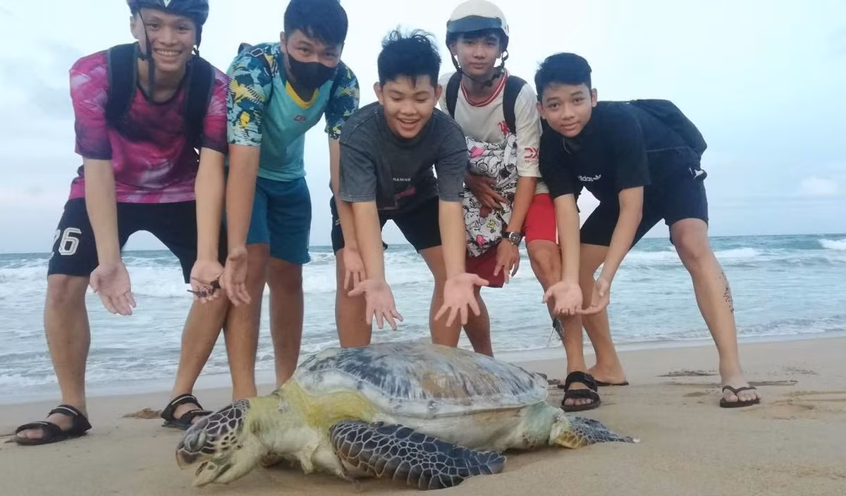 Trước đó, một số "quái ngư" khủng dạt bờ biển Việt Nam và được lực lượng chức năng, người dân giải cứu. Trong số này, vào khoảng 6h tối 9/11/2023, Nguyễn Tấn Lộc (15 tuổi, học sinh trường THPT Nguyễn Trãi) đi học về qua bãi biển phường 9 (TP. Tuy Hòa), phát hiện một con rùa biển nặng khoảng 50 kg dạt vào bờ biển. Vào thời điểm phát hiện, con rùa bị thương. Sau đó, Lộc và các bạn đã thả rùa về biển. Ảnh: Công thương.