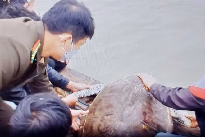 Vào ngày 14/2/2022, ngư dân Nguyễn Trường Tuyên (trú xã Xuân Phổ) phát hiện một cá thể rùa mắc vào lưới của mình trong khi đánh bắt cá trên sông Lam đoạn qua thôn Thống Nhất, xã Xuân Phổ, tỉnh Hà Tĩnh. Ông Tuyên đã đem con rùa lên bờ rồi bàn giao cho Hạt Kiểm lâm huyện Nghi Xuân cùng các lực lượng chức năng để thả cá thể rùa biển trên về với môi trường biển. Ảnh: Lao động.