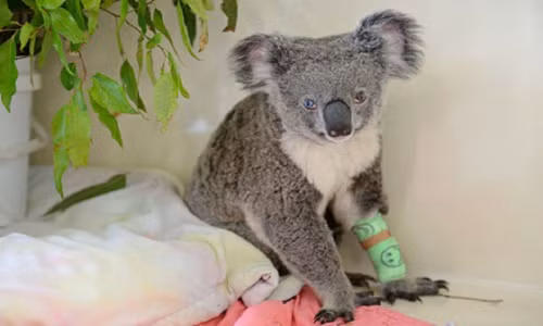 Koala có 2 màu mắt xanh nâu gây kinh ngạc tột độ - Hình 2 Koala co 2 mau mat xanh nau gay kinh ngac tot do-Hinh-2