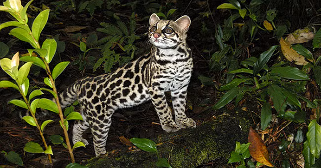  3. Mèo đốm Margay là loài mèo nhỏ sống đơn độc, kiếm ăn ban đêm có nguồn gốc từ Trung và Nam Mỹ. Chúng có khả năng sử dụng kỹ thuật bắt chước đặc biệt hiếm có để thu hút con mồi. Loài sinh vật này thường săn động vật có vú nhỏ như khỉ và sóc, đôi khi chúng ăn cả chim, thằn lằn và ếch.