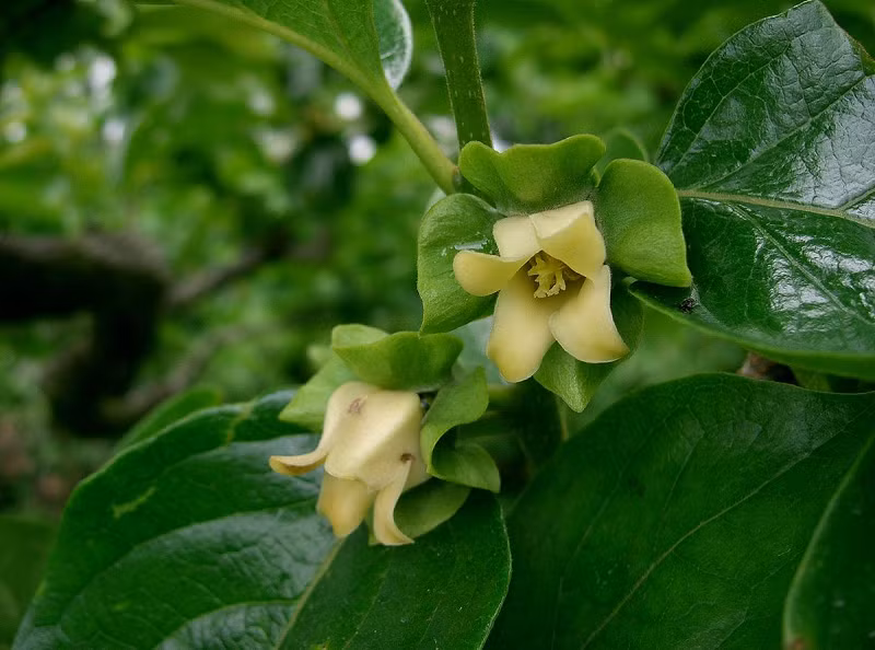 Mun (Diospyros mun) là Thị Ebenales tên la tin là Diospyros mun thuộc họ Thị Ebenaceae bộ Thị Ebenales. Cây gỗ nhỏ đến trung bình, chia cành sớm, rụng lá, cao 7 - 15 m, đường kính 25 - 30 cm hay hơn.