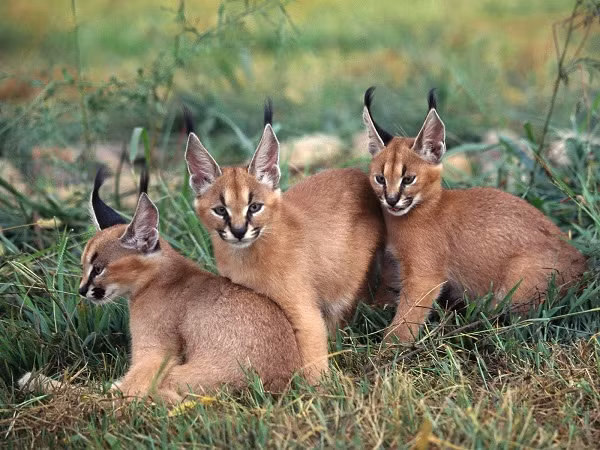 Linh miêu tai đen là loài mèo thường dễ bị người khác nhầm thành loài linh miêu Lynx Lynx mang gốc Á - Âu, tuy nhiên loài mèo rừng Caracal có bộ lông trơn chứ không có đốm đen như loài linh miêu Á - Âu.