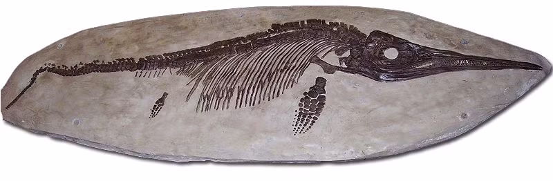 Theo đồng tác giả Nicholas Pyenson từ Bảo tàng Lịch sử Tự nhiên Quốc gia Smithsonian (Mỹ), tập tính tìm đến một "nhà bảo sanh" chung giữa đại dương, xa nơi kiếm ăn này cũng được tìm thấy ở một số loài ngày nay, ví dụ như cá voi.