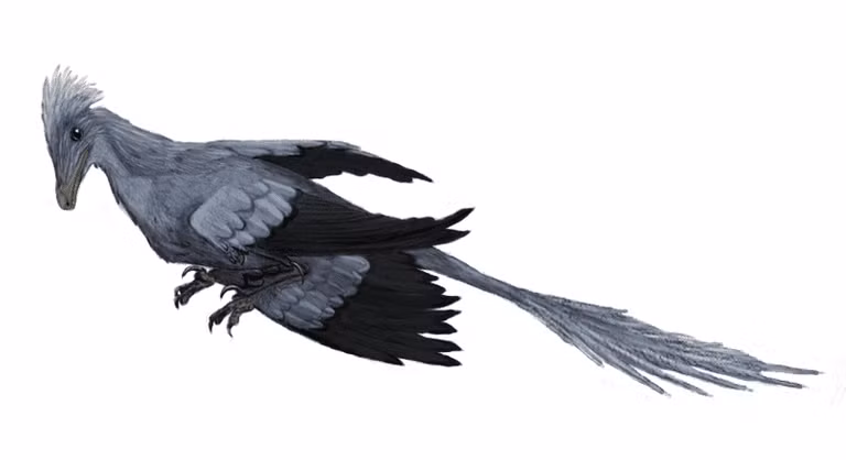 Được phát hiện tại Trung Quốc, Microraptor đã khiến rất nhiều nhà cổ sinh vật học ngạc nhiên bởi loài khủng long mang hình dáng của chim hiện đại này có cánh ở cả hai chi trước và hai chi sau, bao gồm phần lông vũ phủ hết độ dài của các chi. Đây cũng chính là một trong những thay đổi dễ nhận ra của các loài khủng long ở kỷ Phấn Trắng, tổ tiên của loài chim.
