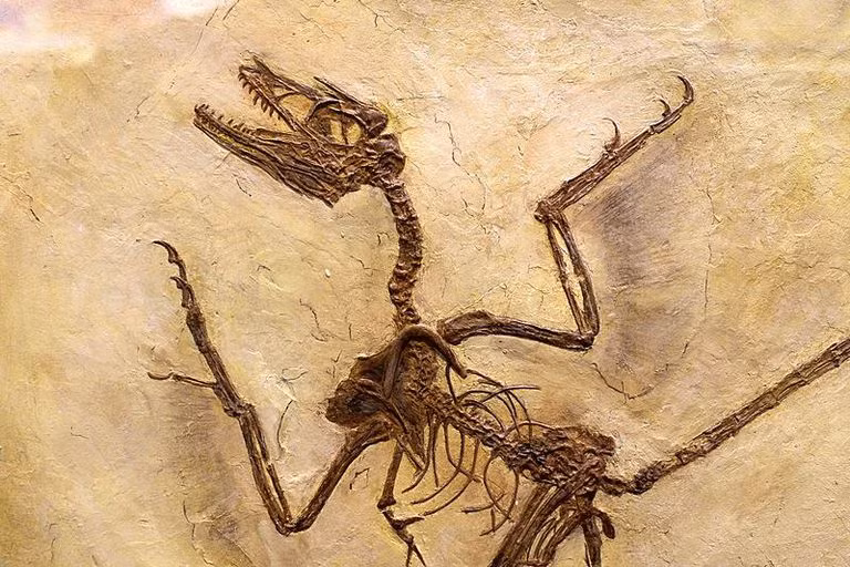 Theo nghiên cứu, Microraptor là ví dụ đầu tiên được biết đến về động vật ăn thịt nói chung trong kỷ nguyên khủng long.