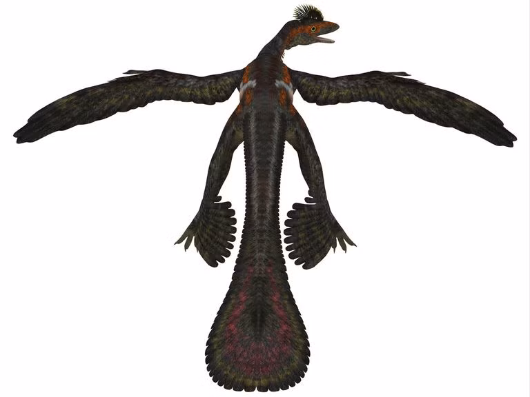 “Việc biết rằng Microraptor là một loài ăn thịt đặt ra một quan điểm mới về cách thức hoạt động của các hệ sinh thái cổ đại và một cái nhìn sâu sắc có thể có về sự tiến hóa của những loài khủng long nhỏ có lông này".