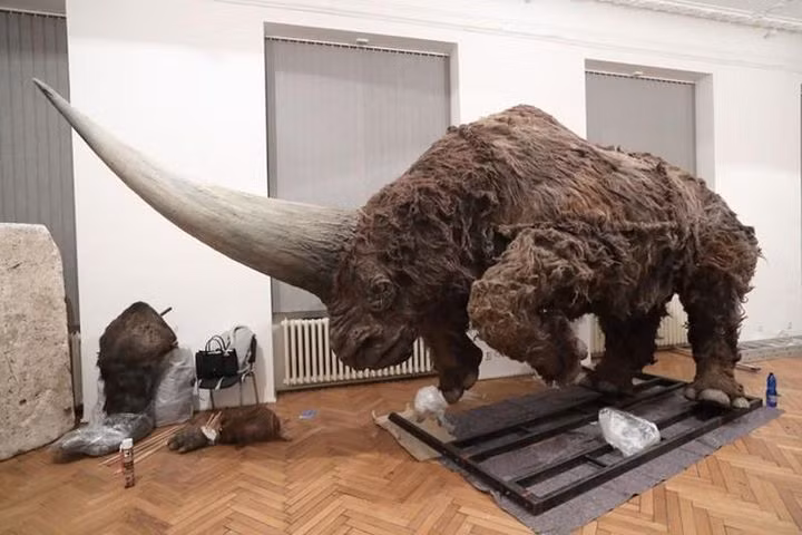 Bằng chứng chính cho thấy kỳ lân Siberia có sừng chính là phần nhô ra phía trước trên hộp sọ, điều này đã thu hút sự chú ý của các nhà cổ sinh vật học vào thế kỷ 19 và ngay lập tức được hiểu là cơ sở cho một chiếc sừng. Bằng chứng cũng cho thấy rằng chiếc sừng sẽ không có hình tròn.