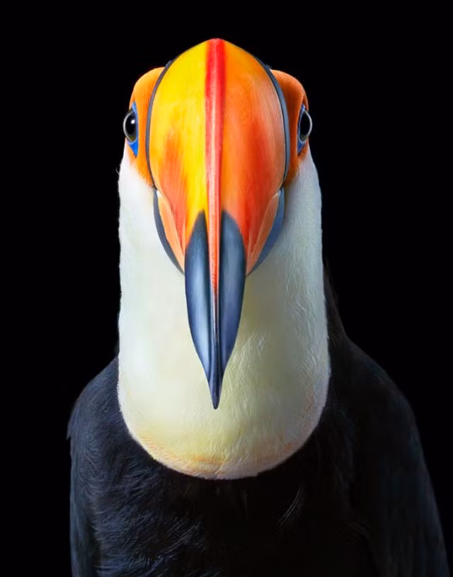 7. Toco Toucan: Đầu cổ của Toco Toucan là lớn nhất so với kích thước cơ thể của bất kỳ loài chim nào và nó có thể được sử dụng để điều chỉnh sự phân bố nhiệt tương tự như tai voi. Trong khi ngủ, có thể giảm bớt sự mất nhiệt bằng cách đặt đầu dưới cánh của chúng.
