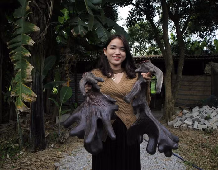 Nai nuôi từ 2 tuổi trở lên sẽ cho thu hoạch nhung mỗi năm 1 lần.