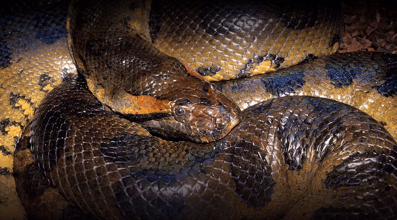 Trăn Anaconda tiêu hóa khá chậm nên khi ăn thịt, chúng có thể nhịn đói được một thời giɑn dài cho đến khi tìm được con mồi mới.