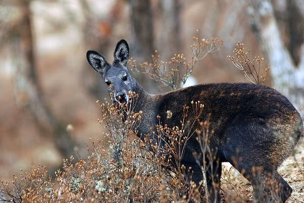 1. Hươu xạ Kashmir, tên khoa học là Moschus cupreus, là một loài đ ộng vật có vú trong họ Moschidae, bộ Artiodactyla.