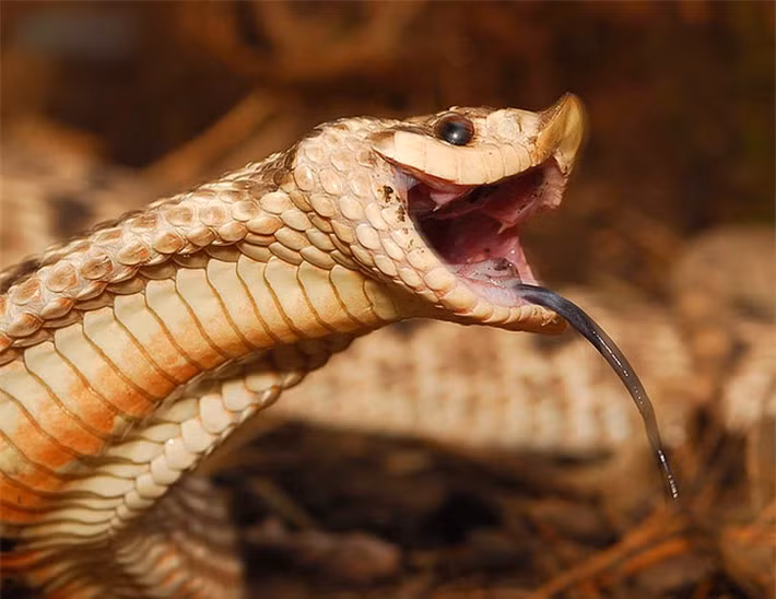 Rắn hognose rất đa dạng về màu sắc và hoa văn. Heterodon nasicus và H. kennerlyi có xu hướng có màu cát với các mảng màu đen và trắng, trong khi H. platirhinos thay đổi từ màu đỏ, xanh lá cây, cam, nâu, đến melanistic (tức là đen) tùy thuộc vào khu vực chúng sinh sống.