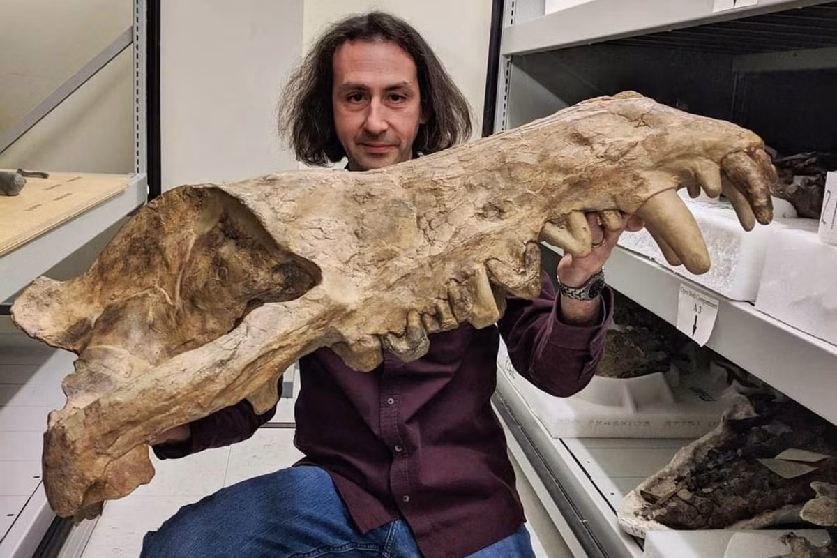 Andrewsarchus có răng cửa và răng nanh sắc nhọn để xé thịt con mồi. Ngoài ra chúng còn có răng hàm phẳng để nghiến xương động vật và có thể là cả vỏ rùa núi.