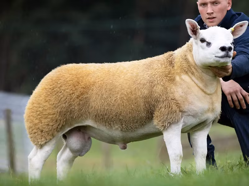 John Yates, giám đốc điều hành của Hiệp hội cừu Texel giải thích: "Với nhiều người, đó là một mức giá quá cao cho một con cừu. Nhưng thực ra, giống Texel là giống số một ở Anh, nó chiếm khoảng 30% tổng số cừu con sinh ra mỗi năm ở Anh".