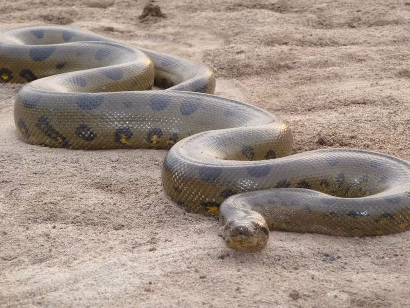  3. Ƭrăn Anaconda là một trong số những loài đáng sợ nhất Ƭrái đất. Đây có thể được coi là vua của loài trăn Ƅởi kích thước to lớn đáng sợ, dài đến 15m, nặng 1 tấn.