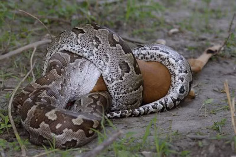  2. Trăn đá Châu Phi tên khoa học Python sebae, là một loài trăn thuộc chi python.