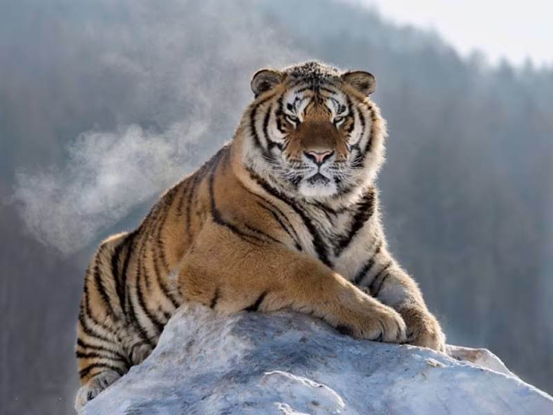  4. Hổ Siberia được mệnh danh là chúa tể của vùng Taiga, sở dĩ chúng có khả năng chịu lạnh tốt như vậy là nhờ vào bộ lông dày và rậm hơn các loại hổ khác nên mới thích ứng được với sự khắc nghiệt của thời tiết.